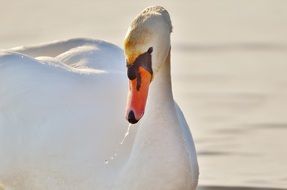 Photo of a beautiful white swan on Lake Constance