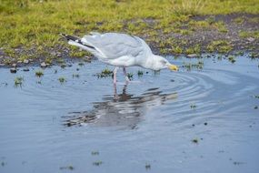 seagull on the beach