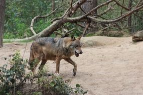 wolf on the sand in a natural environment