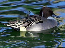 Water Bird Duck