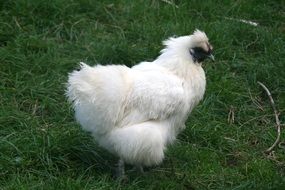 white fluffy chicken on a farm
