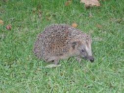 spiny hedgehog on green grass