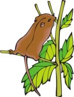 drawing of a chipmunk on a green plant