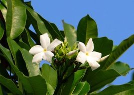 white flowering of sea mango close-up