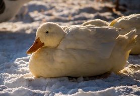 white ducks in the snow under the bright sun