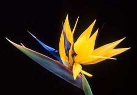 Caudata Flower in a dark