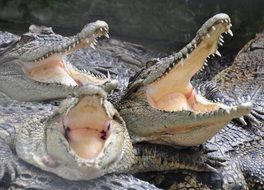 crocodiles on a crocodile farm