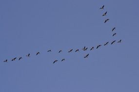 Flock of the ducks