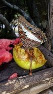 Butterfly eating fruits