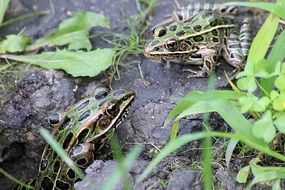 frogs are sitting on a rock
