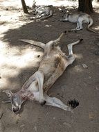 sleeping kangaroos in Australia