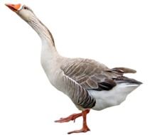 isolated greylag