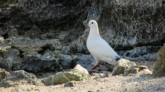 Beautiful white pigeon