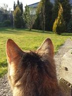 domestic cat looks at trees