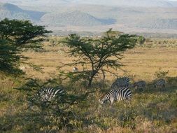 Zebras in Kenya