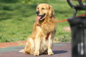 golden retriever sitting on a red leash