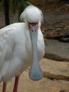 Spoonbill Bird