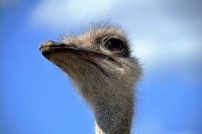 ridiculous ostrich head