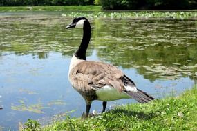 Beautiful Canadian goose near the lake