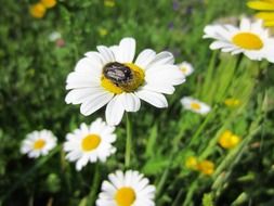 beetle on chamomile field