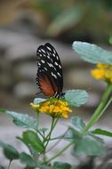 butterfly on the forest flower on a blurred background