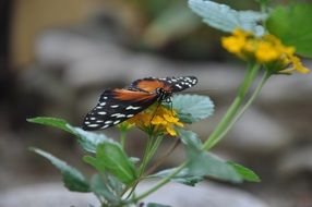 wild butterfly in the garden