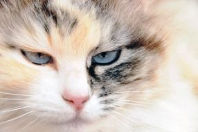 blue eyes of a purebred cat