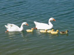 white geese with ducklings on the water on a sunny day