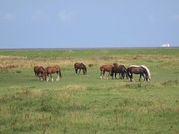 landscape of the Horses on a meadow