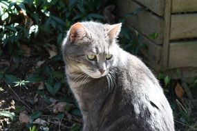 sitting Smokey Grey cat looking aside