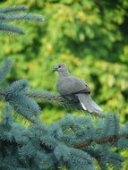 pigeon on fir branch