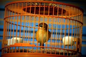 Animals Bird in Cage