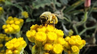 bee pollinating yellow flowers