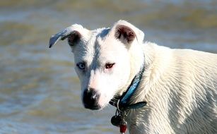 wet white dog in the water