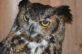 imperturbable owl close-up on blurred background