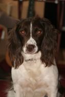 brown white english springer spaniel