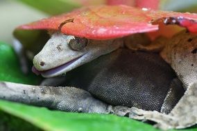 Crown gecko under the leaf