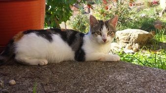 spotted cat resting on the street