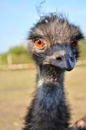 portrait of a young ostrich