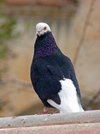 pigeon on the observation deck