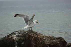 seagull on a large stone on the shore of the Baltic Sea