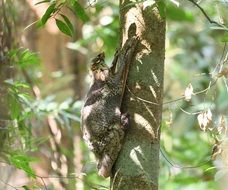 colugo creeps on a tree