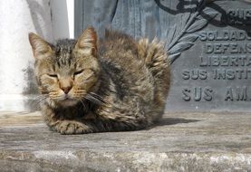 Cat on cemetery