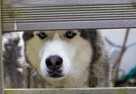 beautiful and cute Husky