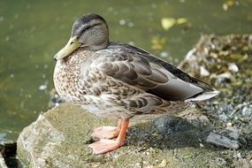 portrait of duck on a stone near the lake