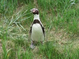 penguin in the green grass