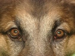 Dog Eyes German Shepherd