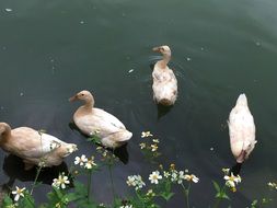 Happy Ducks in a pond