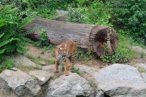 Tiger stays on stone in Zoo