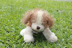 eddy dog toy on green grass